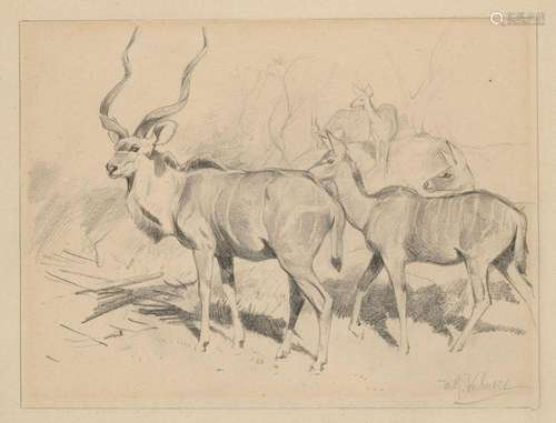 Kuhnert, Wilhelm (Kudu Antilopen). Graphit auf cha…