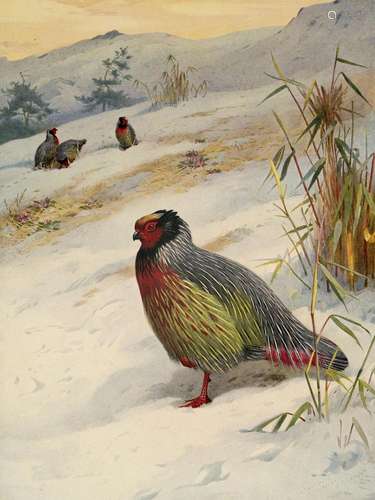 Beebe, William A Monograph of the Pheasants. 4 Bde…