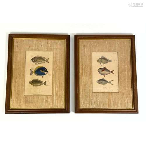 2PC FRAMED FISH ILLUSTRATION BOOK PLATES. FRAMED WITH GRASS ...