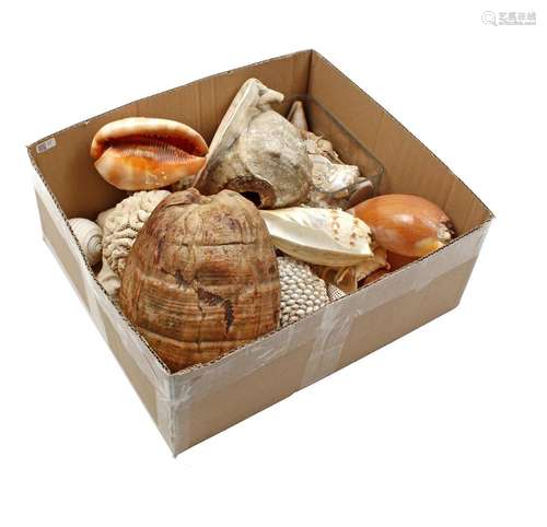 Box various shells