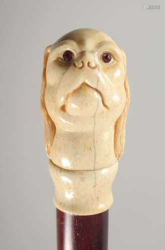 A CARVED BONE HANDLE WALKING STICK, KING CHARLES SPANIEL. 2f...