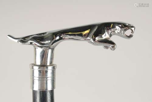 A CHROME JAGUAR HANDLE WALKING STICK 3ft long.