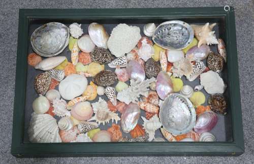 A LARGE COLLECTION OF SHELLS