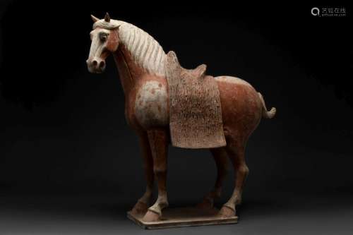 CHINESE TANG DYNASTY TERRACOTTA HORSE - TL TESTED