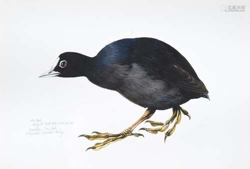 RAYMOND HARRIS CHING (NEW ZEALAND B. 1939), THE COOT, STUDY ...