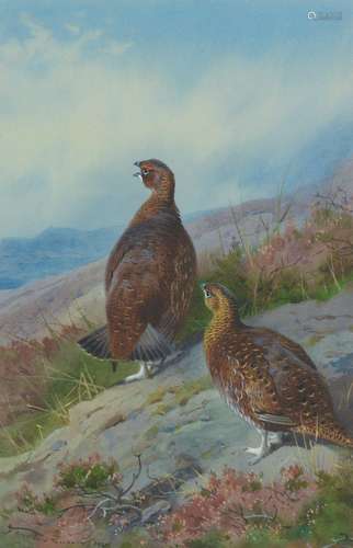 【*】Archibald Thorburn (British, 1860-1935) Grouse 29.5 x 19....