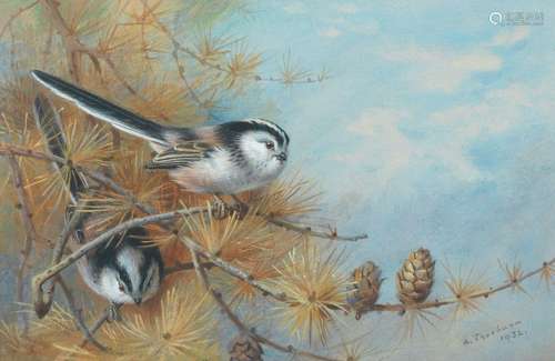 【*】Archibald Thorburn (British, 1860-1935) Long-tailed tits ...