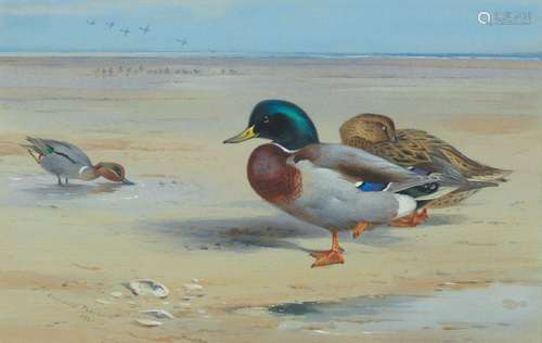 【*】Archibald Thorburn (British, 1860-1935) Mallard 19.5 x 29...