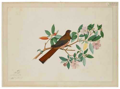 A MALABAR TROGON BY SHAYKH ZAYN AL-DIN (FL. 1777-1782), CALC...