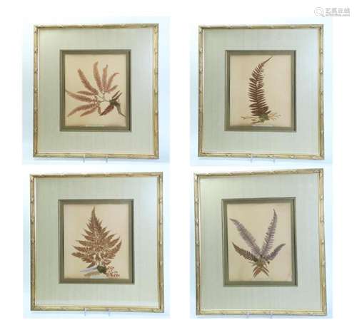 4 Victorian Pressed New Zealand Fern Specimens