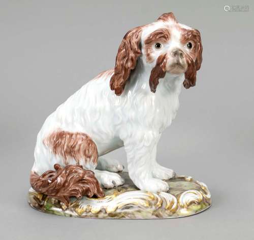 Bolognese dog, Meissen, 19th century
