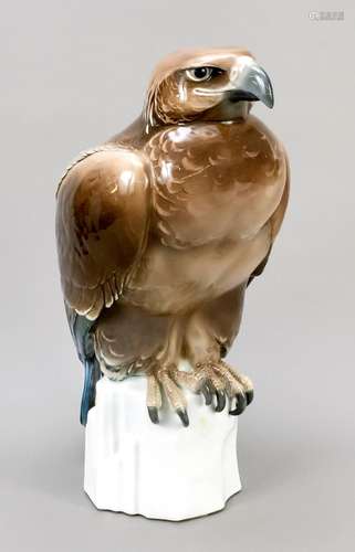 Large golden eagle, Ens, Volkstedt,