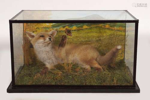 TAXIDERMY: YOUNG FOX WITH BUTTERFLY