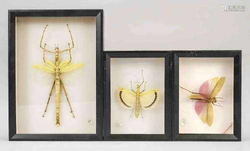 3 box frames with one insect each (