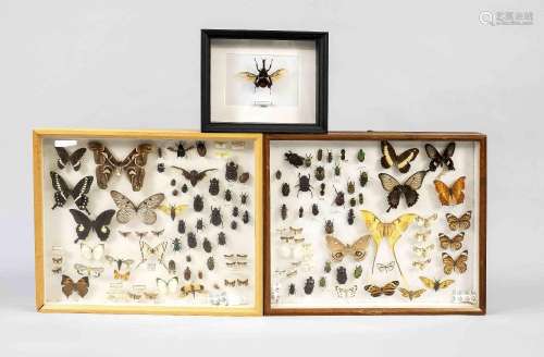 Three display cases with insects, 2