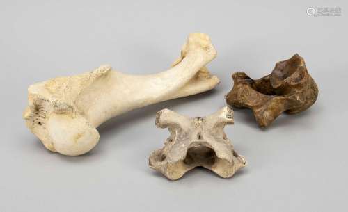 2 vertebrae and a large bone, proba