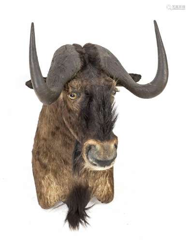 Buffalo head, hunting trophy, 20th