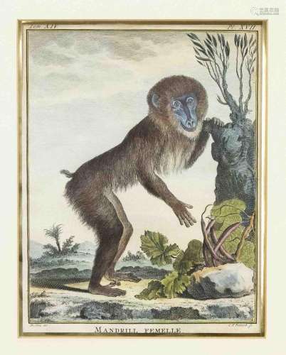 Set of four monkey depictions