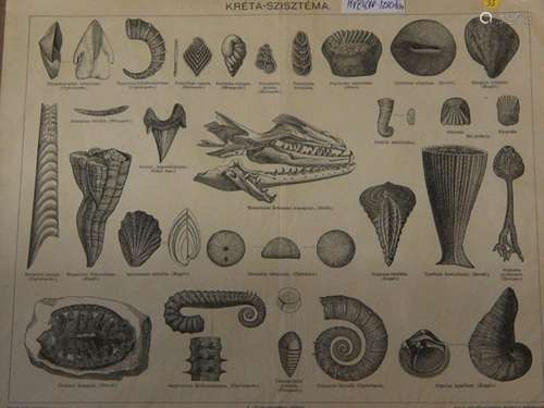 "Chalk fossils",lithograph,unframed