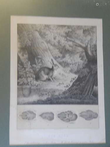 "The hare",print by A.Renaud after a motif by Joha...