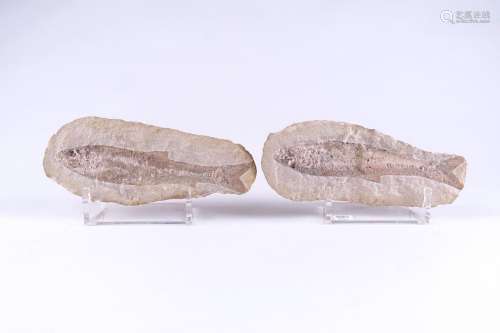 Double fossile de Poisson.