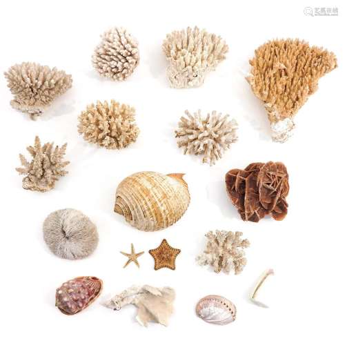 A Collection of Shells and Coral