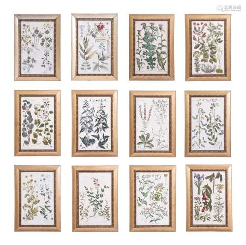 AFTER SIR JOHN HILL, A SET OF TWELVE BOTANICAL PRINTS