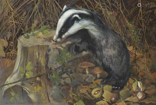 Arthur Spencer Roberts - Four month old badger looking for g...