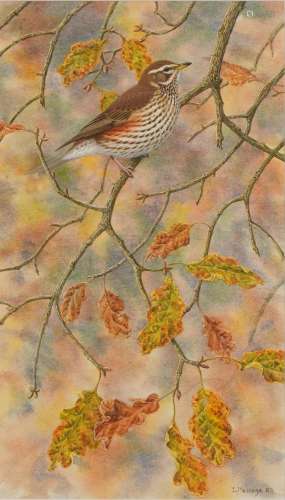 Stephen Message 05 - Redwing on a branch, watercolour, mount...