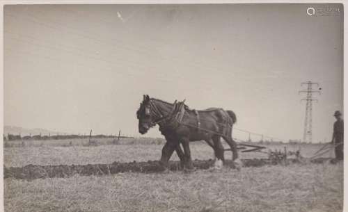 SOUTHWICK. A group of 5 photographic postcards of farming sc...