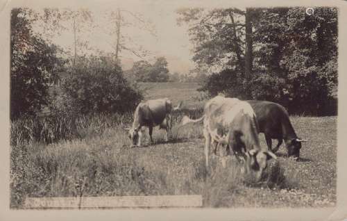 STORRINGTON. A collection of approximately 195 postcards of ...