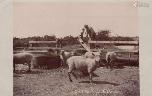 SUSSEX FARMING. A collection of approximately 260 postcards ...