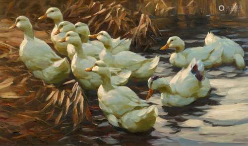 Alexander Koester, Ducks leaving the Water