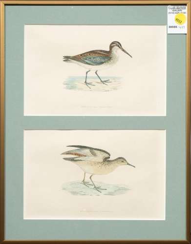 Print, Study of Waterfowl