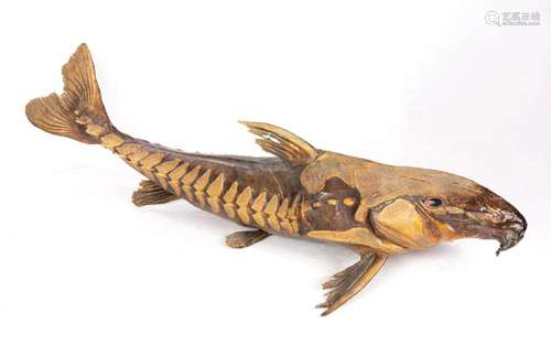 Sturgeon/ Osetra stuffed fish specimen