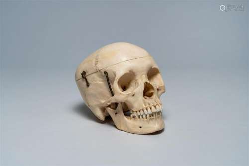 A human skull for academic purposes, mid 20th C.