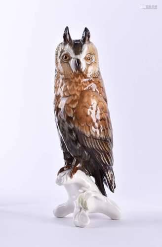 Large long-eared owl Karl Ens