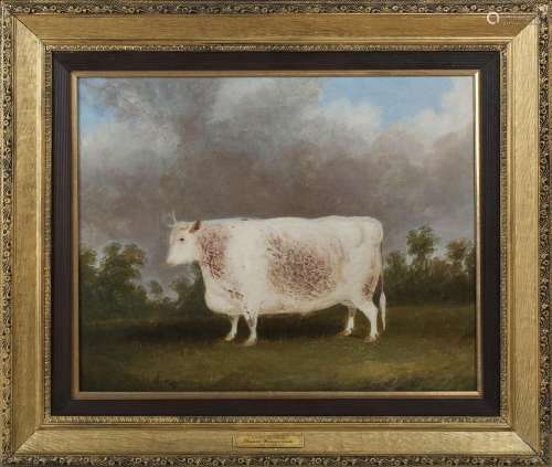 Circle of Thomas Weaver - Prize White Hereford Bull, 19th ce...