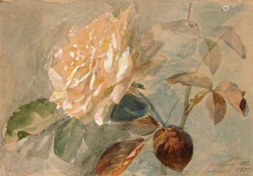 Julius Eduard Braunsdorf, Rose. 1920.