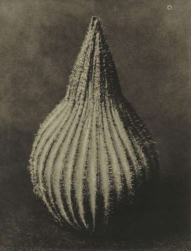 Karl Blossfeldt (1965-1932)<br />
Photogravure originale, Ur...