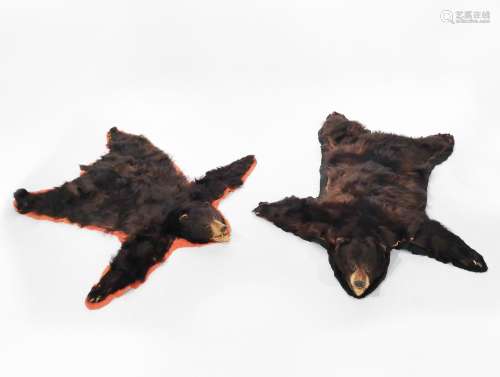 Deux peaux d'ours<br />
Spécimen présenté en peau plate avec...