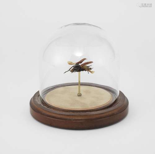 Scarabée mécanique, Insectlabstudio<br />
Sous une cloche en...