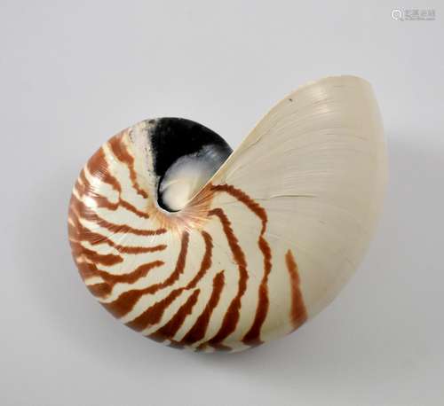 Nautilusschnecke.