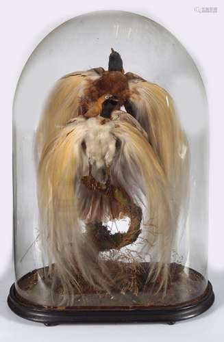 TAXIDERMY: EXOTIC BIRDS