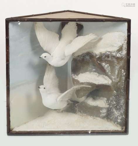 TAXIDERMY: MOUNTED DOVES