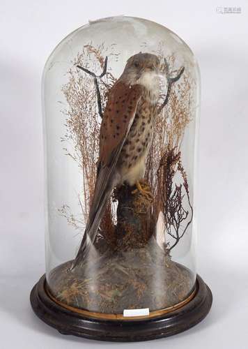 TAXIDERMY: KESTREL