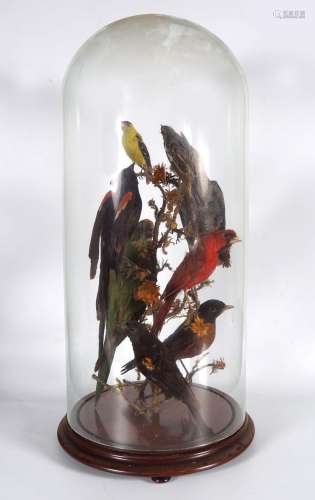TAXIDERMY: GROUP OF EXOTIC BIRDS