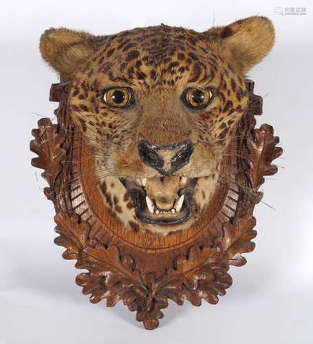 TAXIDERMY: CHEETAH HEAD