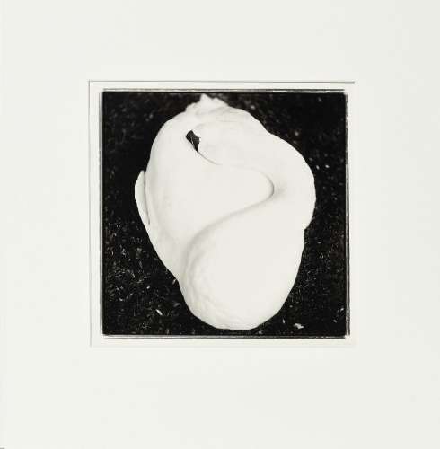 Keith Carter (1948), "Sleeping Swan", 1995, photog...