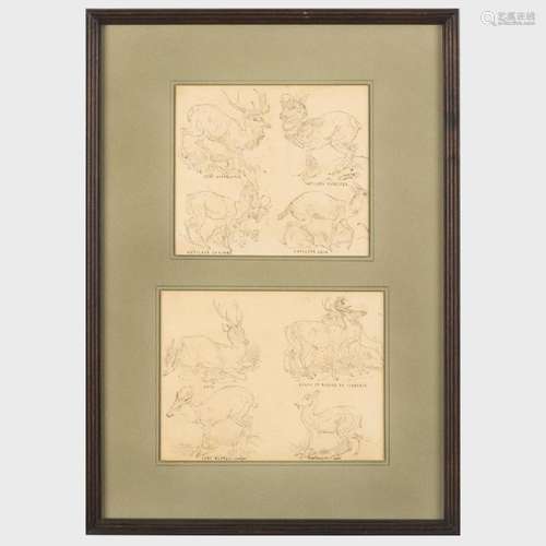 Gustave Deloye (1838-1899): Studies of Deer and Antelope: A ...